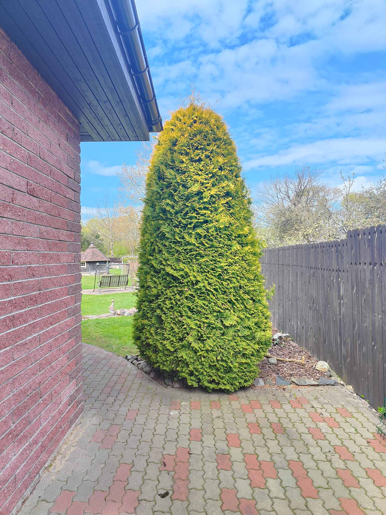 Before image
